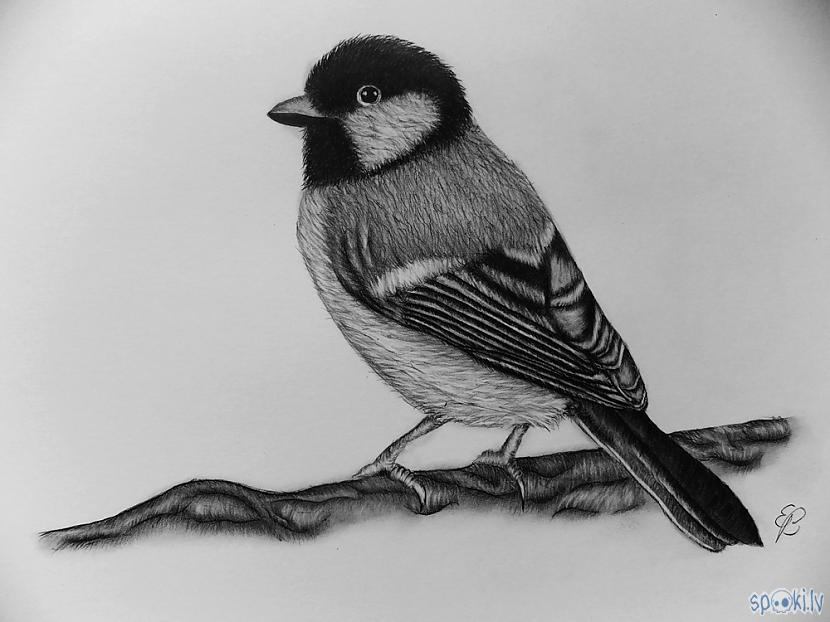 Autors: Edgarsnr1 Kā uzzīmēt putnu!