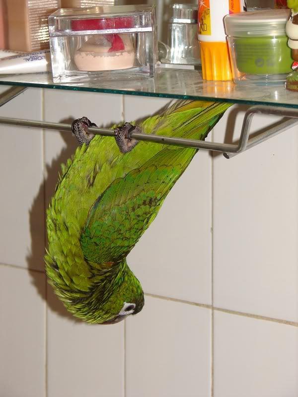 Tad nu nedaudz par zaļo dēmonu... Autors: LordsX Nopērciet no manis papagaili, ļoti lūdzu, nopērciet!