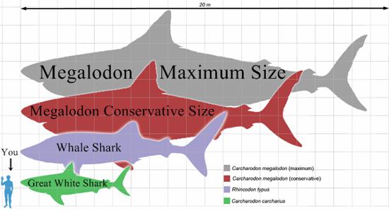 Megaldona haizivs ir viena no... Autors: Agresīvais hakeris Negribētos vienu tādu satikt!