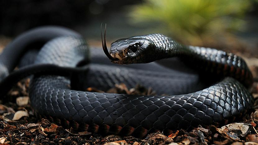 51 Amerkāņu baidās no čūskām... Autors: SHAZAMU Jā, zinu, kārtējie fakti. [4]