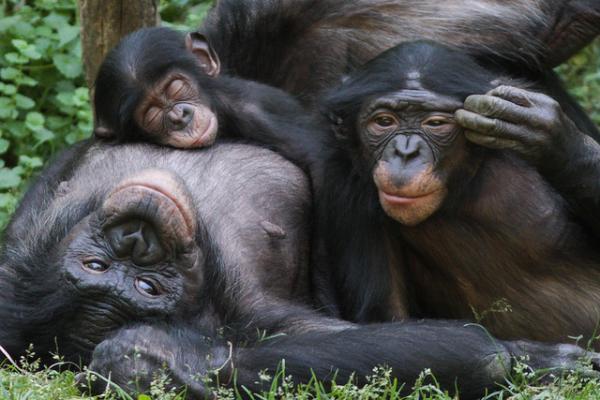 Bonobo pērtiķis ir tuvākais... Autors: SHAZAMU Jā, zinu, kārtējie fakti. [5]