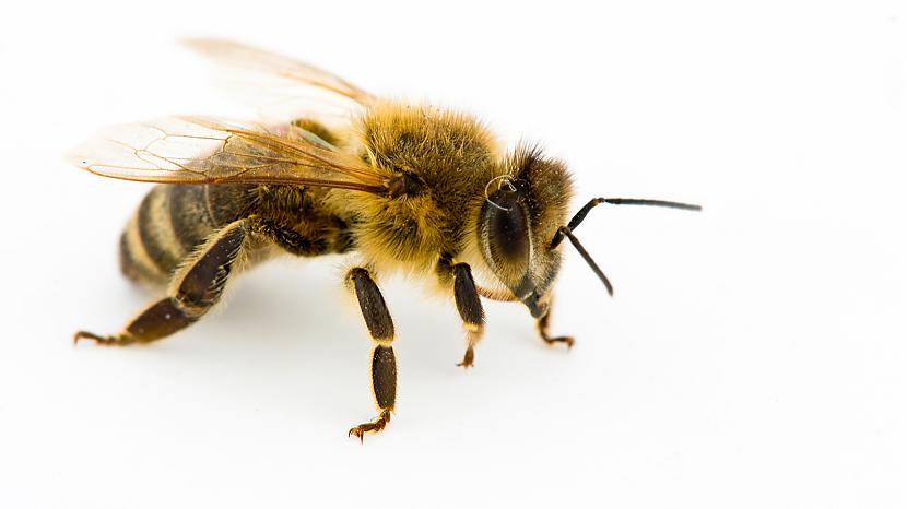 Medus bites parādījas jau... Autors: Fatass Johnny Fakti Par Dzīvniekiem . #3