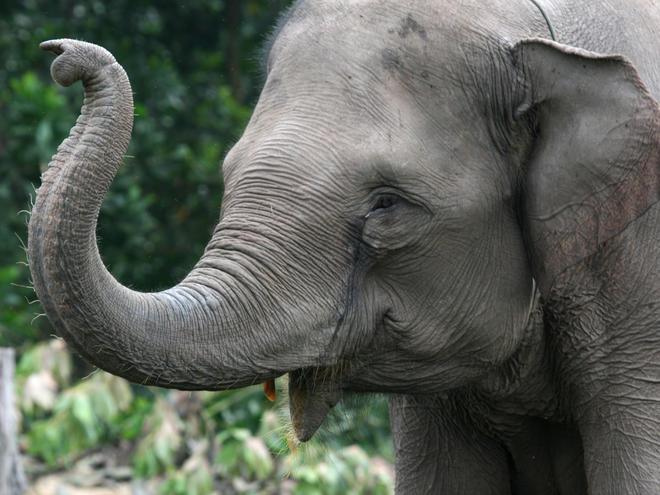 Lielākā daļa ziloņu sver mazāk... Autors: Fatass Johnny Fakti Par Dzīvniekiem . #4