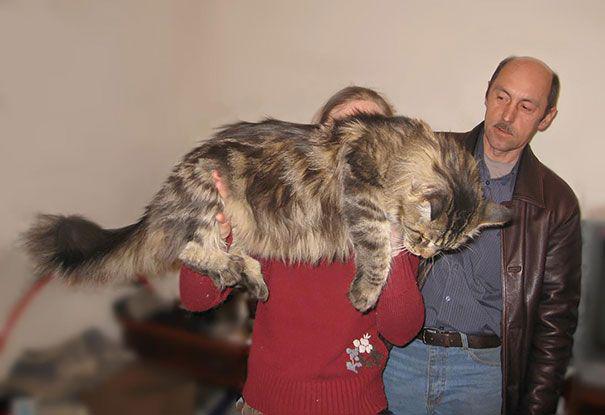  Autors: Hello Pērkot šo kaķēnu,rēķinies, ka tavā mājā būs gandrīz tīģeris.