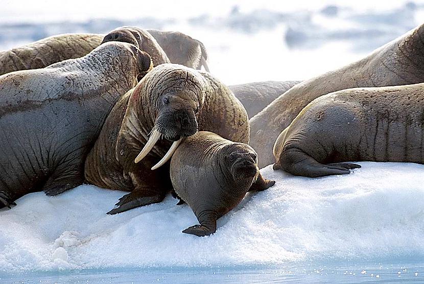 Valzirgs ir apbrīnojams jūrā... Autors: dekiz Sniegu un ledāju dzīvnieki.