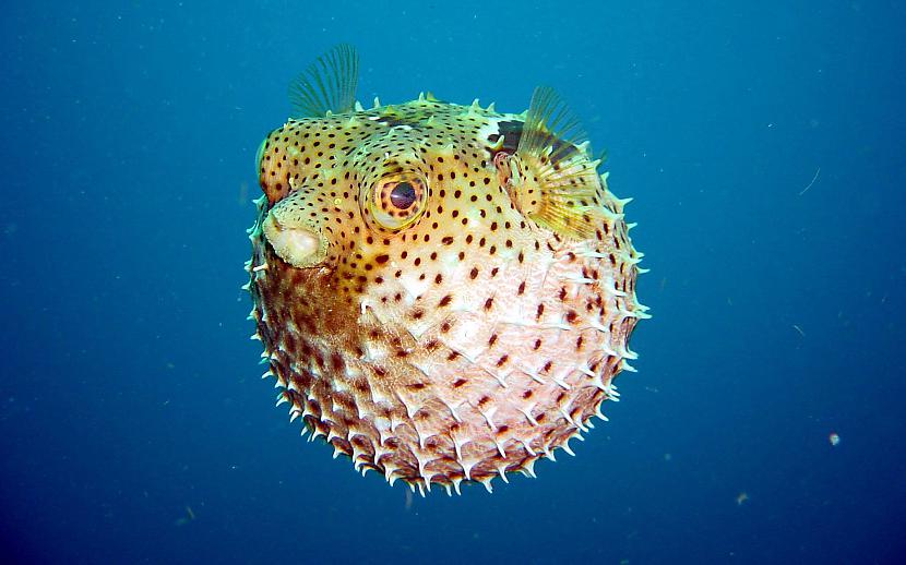 4 vieta  Fugu zivs Puffer... Autors: AreYouFuckingKiddingMe Top 5 nāvējošākās radības pasaulē
