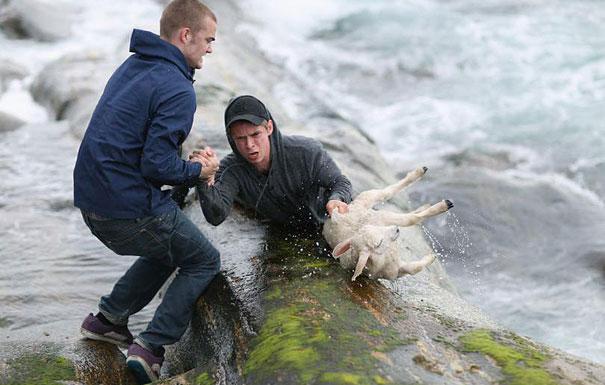 Divi norveegju puishi glaabj... Autors: ezkins Pašas aizkustinošākās labo darbiņu bildes :)