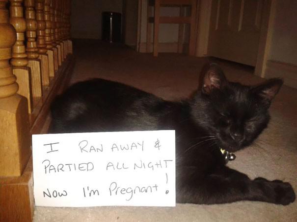  Autors: ilvuciss 25 kaķi atzīstas savos nedarbos. Un mazliet nožēlo!