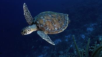 Zaļais jūras bruņurupucisZaļai... Autors: vikucis026 Pasaules apdraudētie dzīvnieki.
