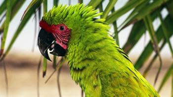 Zaļā araŠie skaistie putni... Autors: vikucis026 Pasaules apdraudētie dzīvnieki.