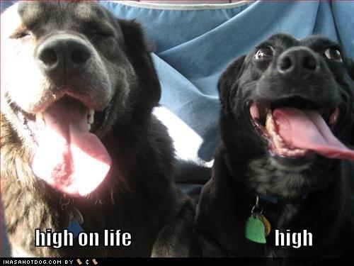  Autors: Fosilija Tad kad suņi ir apmierināti...