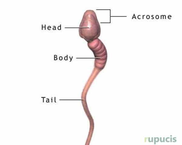Sperma satur ļoti daudz... Autors: Tavs kolēģis 13 fakti, kur tev pavērs jaunu skatu uz dzimumdzīvi