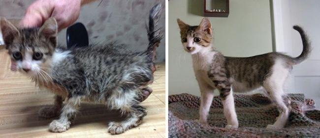  Autors: TkPasta Kaķi pirms un pēc cilvēki tos paņēma no ielas.