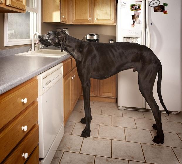 Zevs  pats lielākais suns... Autors: Heiterītis Pārsteidzoši pasaules Ginesa rekordi