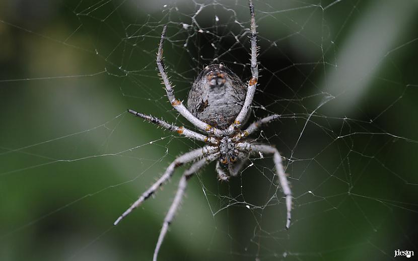 4nbspSilver garden spider... Autors: Zirnrēklis Neparastākie zirnekļi #5