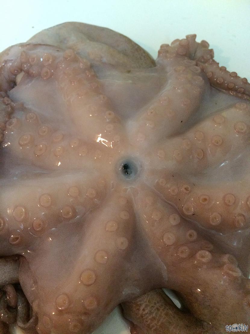 Un kas šitas ir apgriežot... Autors: PrincesaChicle Astoņkāja salāti.