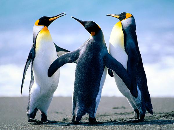  Autors: Ļurbaks Pingvīns katru gadu nopeld 5000km, lai apciemotu vīru, kas izglāba viņa dzīvību
