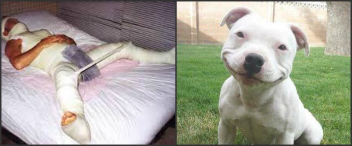 Suns vienkārscaroni skraidīja... Autors: 2016 Vīrietis zaudēja dzimumlocekli pēc mēģinājuma izvarot pitbulu
