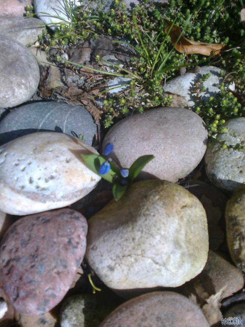 Arii mazie zilie spraucaas... Autors: ezkins Pavasara krāsu zibšņi