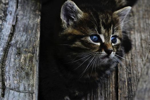 9 Kaķi redz spokus Visi... Autors: Čarizards 10 fakti par spokiem