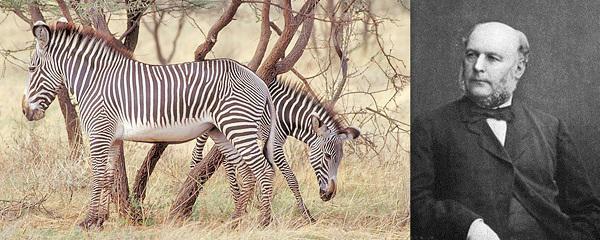 Tuksnescarona zebra Equus... Autors: GargantijA Kustoņi ar slavenību vārdiem