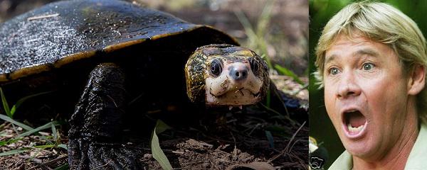 Austrālijas bruņurupucis... Autors: GargantijA Kustoņi ar slavenību vārdiem