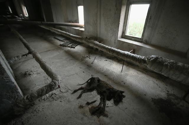 Kāds suns ņēmis nelabu galu 16... Autors: theFOUR Vēl joprojām radioaktīvs: 30 gadi kopš Černobiļas katastrofas.