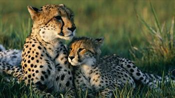 GepardsArī gepardi ir... Autors: marchellio5 Pasaules apdraudētāko dzīvnieku sugu...Top 7