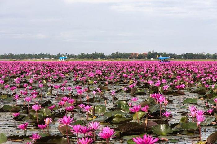 Ezers atrodas uz... Autors: ezkins Unikāls ezers, nosēts ar spilgti rozā lotosiem