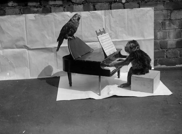 Pērtiķis spēlē klavieres kamēr... Autors: theFOUR Vēsture bildēs - 11. daļa.