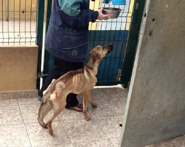 Dzīvnieku tiesību... Autors: rukšukskrienam 10 mēnešus šo suni turēja badā.