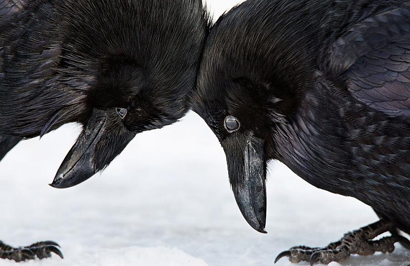 Ravens Photo Colleen Gara Autors: ezkins Putnu fotokonkurss Audubon Photography Awards 2016