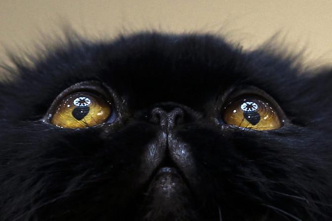 Kad kaķēni piedzimst viņu acis... Autors: NavLV Top 10 Fakti - Kaķi