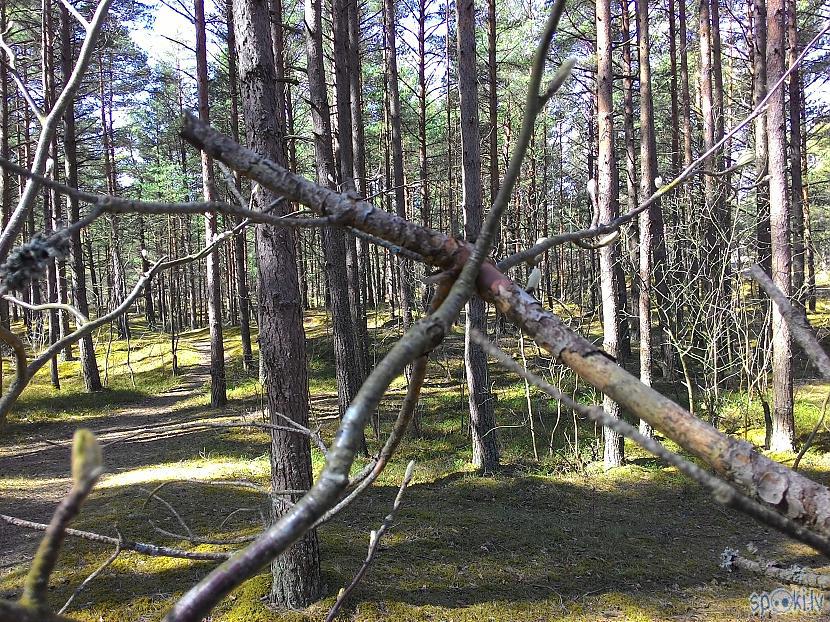  Autors: Kolch Biju pie jūras. (2016.05.05.)