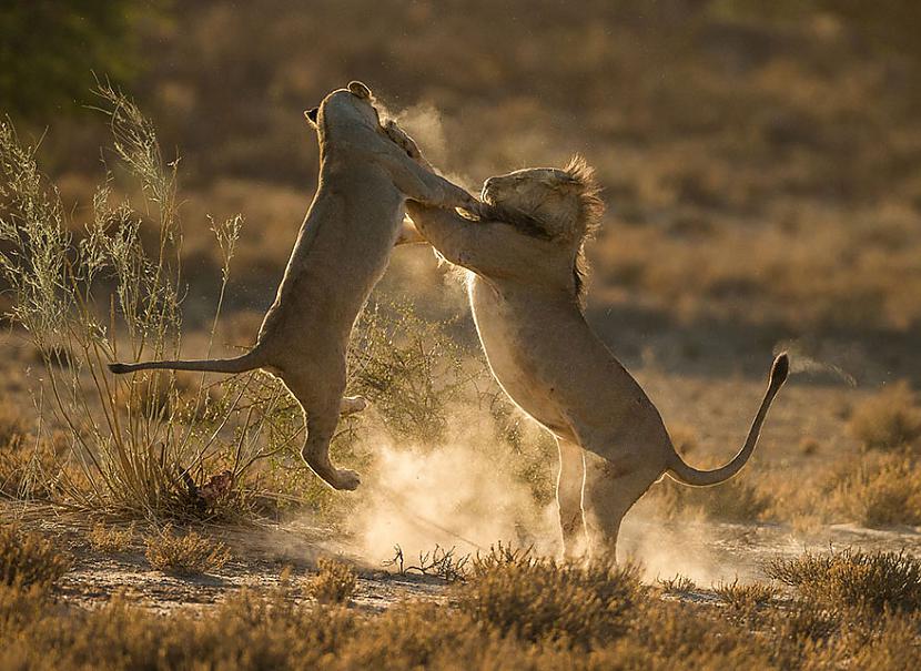 Dienvidāfrika Autors: matilde 2016.gada National Geographic Traveler foto konkursa labākie kadri (20+ attēli)