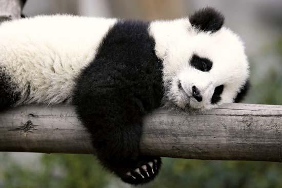 Ķīnā pandas slepkavīa ir ar... Autors: Latvian Revenger 29 smieklīgi fakti par dzīvniekiem