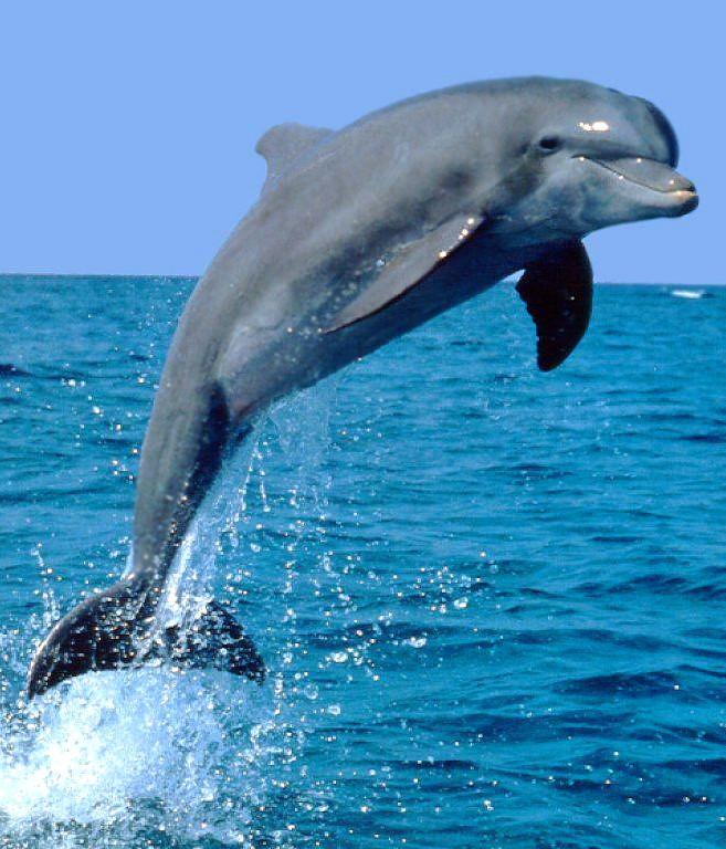 Delfīni izdomā viens otram... Autors: Latvian Revenger 29 smieklīgi fakti par dzīvniekiem