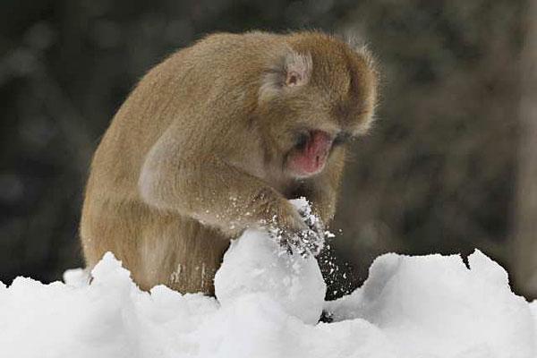 Japānas makakiem patīk taisīt... Autors: Latvian Revenger 29 smieklīgi fakti par dzīvniekiem
