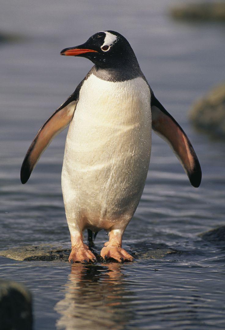 Džentū pingvīni bildina otro... Autors: Latvian Revenger 29 smieklīgi fakti par dzīvniekiem