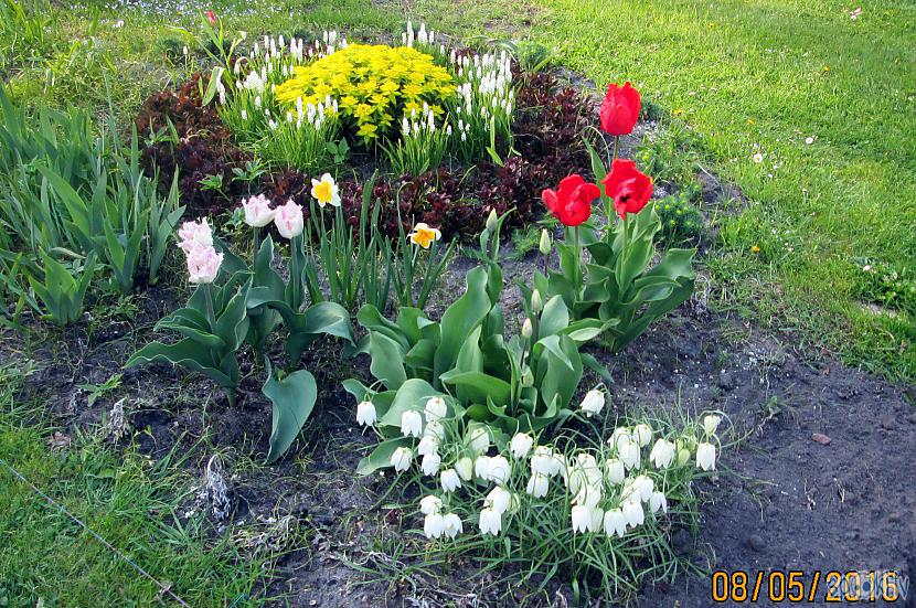 Vēl dažas pavasara dārza... Autors: rasiks Manā dārzā atkal pupu stabi