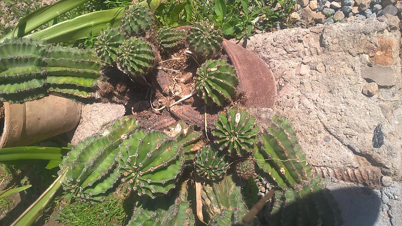 Vecie pāraugušie kaktusi Šie... Autors: Fosilija Kaktusi.