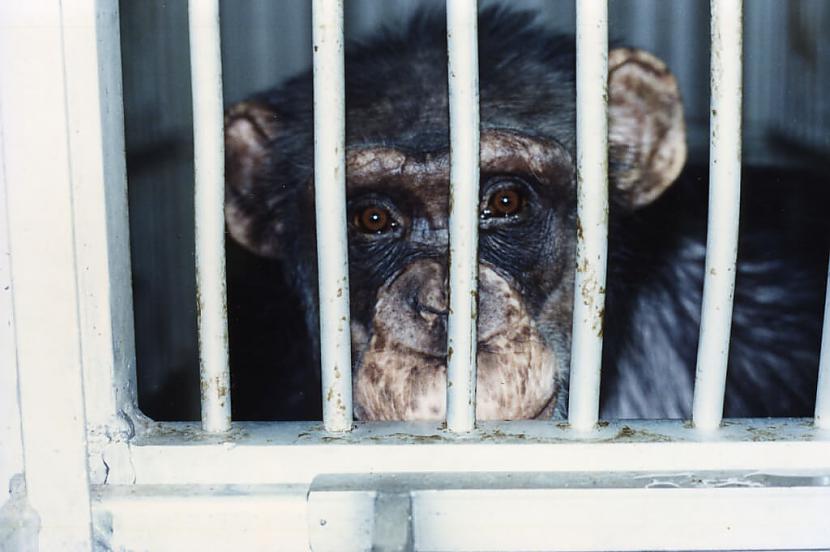Scaronimpanzes  mūsu tuvākie... Autors: Čarizards 10 visbriesmīgākās lietas, ko vēl joprojām dara ar dzīvniekiem
