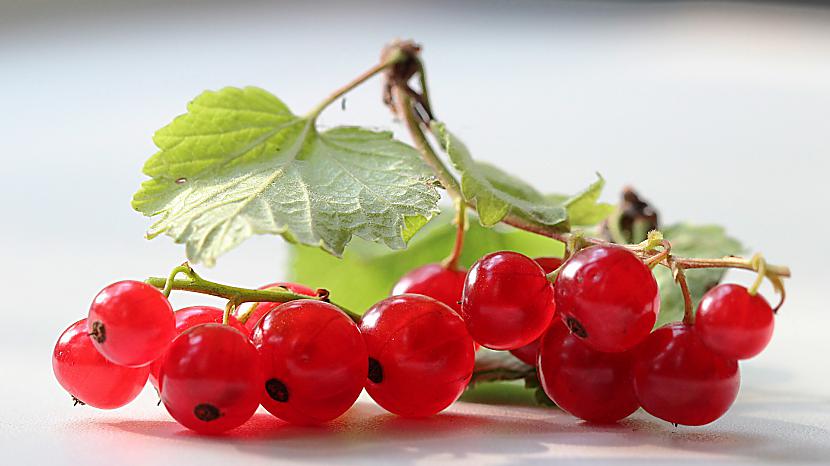 JāņogaŪdeņaina oga satur daudz... Autors: sfinksa Ātrā augļu - ogu enciklopēdija