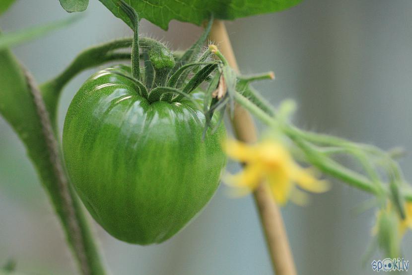 Jaunums otrādi apgrieztā... Autors: Werkis2 Sējam un audzējam tomātus 2016_4.daļa.
