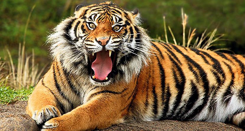 Tīģeriem nav svītras tikai uz... Autors: Čarizards Dažādi fakti par dzīvniekiem