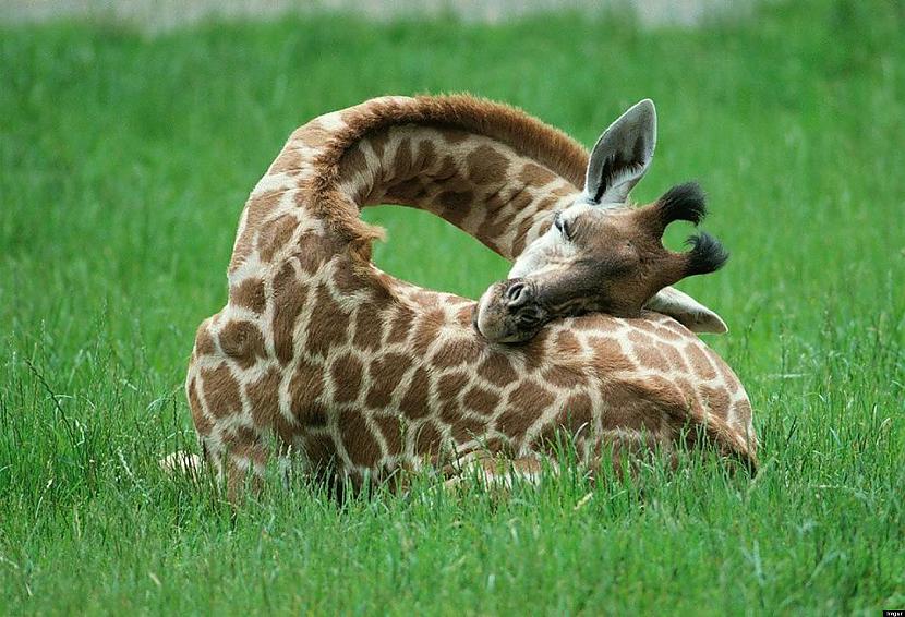 Vairums žirafu guļ no desmit... Autors: Fosilija Random fakti par žirafēm