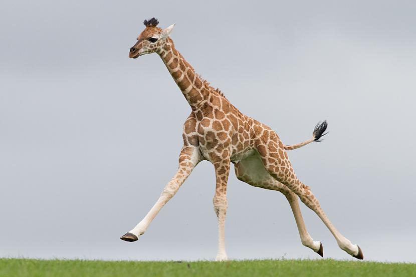 Žirafes spēj skriet līdz 35... Autors: Fosilija Random fakti par žirafēm