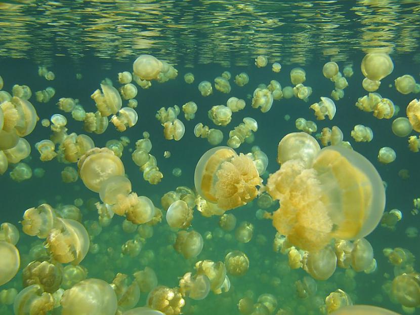 Medūzu ezera apmeklētājiem... Autors: sfinksa Aizraujoši tūrisma objekti pasaulē