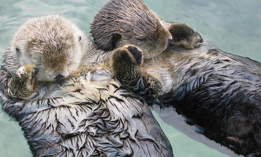 1  Jūras ūdri guļ uz muguras... Autors: Volāns Dzīvnieku gulēšanas ieradumi