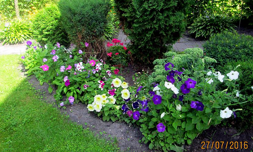 Petūnijas bagātīgi zied visas... Autors: rasiks Ekskursija pašas dārzā